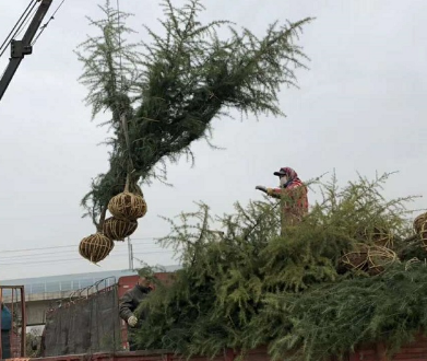 美觀的雪松樹形是怎么修剪的