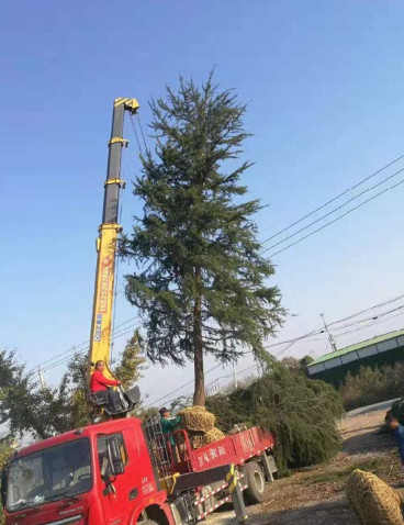 雪松裝車圖片